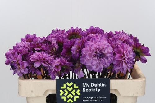 Dahlia overig