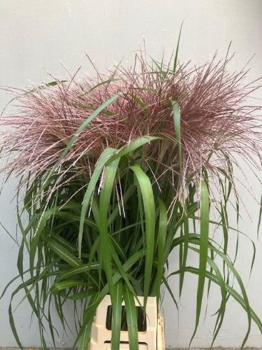 Miscanthus sinensis overig