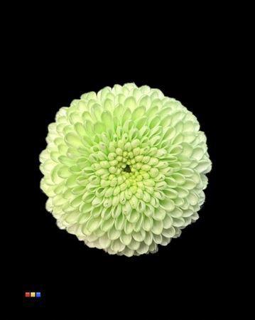Chrysanthemum Indicum Grp tros santini kleurbehandeld H%