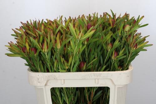 Leucadendron Ayoba Cherry Pearl