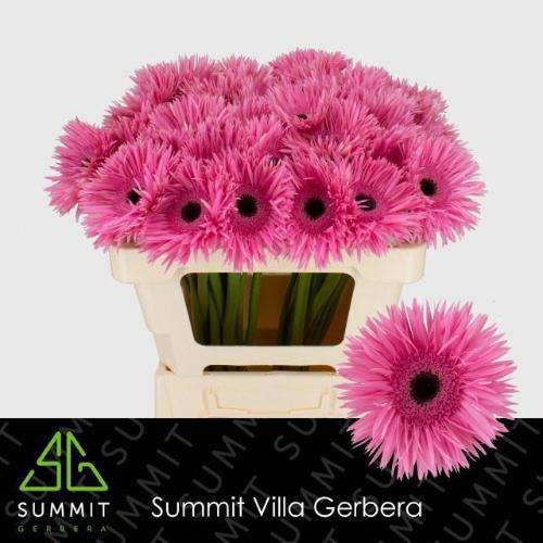 Gerbera grootbloemig spinvormig Spider Amazing