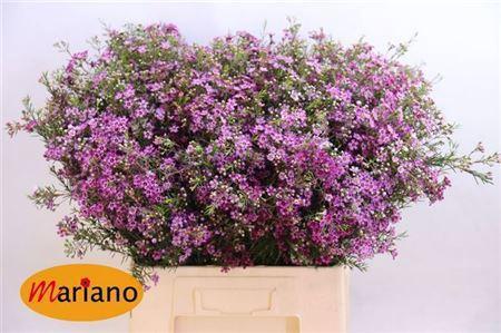 Chamelaucium uncinatum 'Purple Pride'