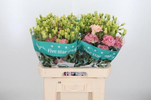 Eustoma russellianum gevuldbloemig 'Alissa Champagne'