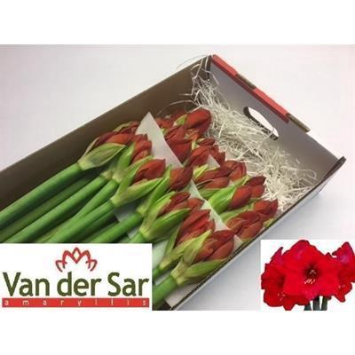 Hippeastrum Galaxy Grp 'Red Lion'