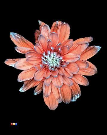 Chrysanthemum Indicum Grp tros kas kleurbehandeld H%