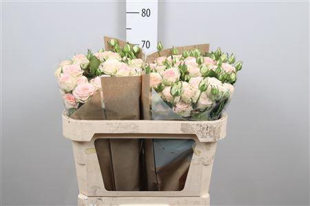 Rosa tros Morning Star