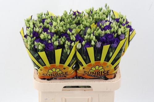 Eustoma russellianum gevuldbloemig 'Rosita Blue'