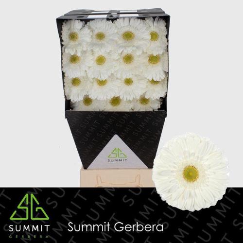 Gerbera grootbloemig Abe+