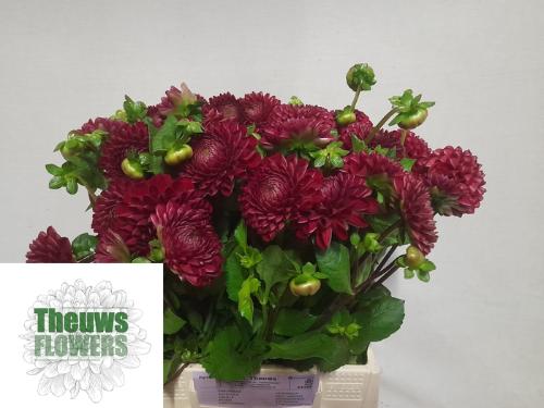 Dahlia 'Cornel'