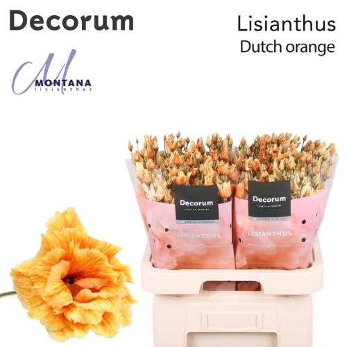 Eustoma russellianum gevuldbloemig overig