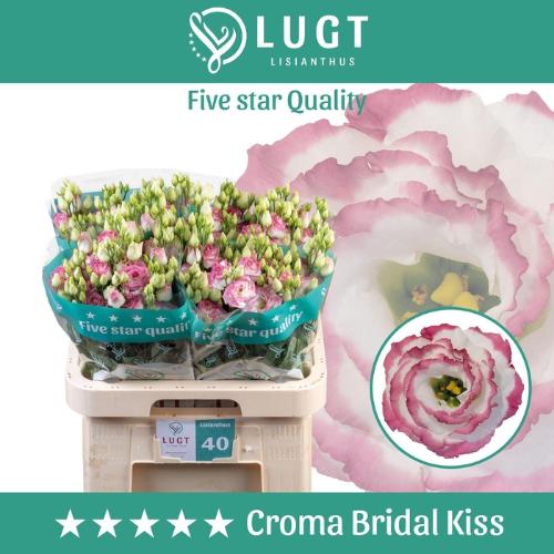Eustoma russellianum gevuldbloemig 'Croma Bridal Kiss'