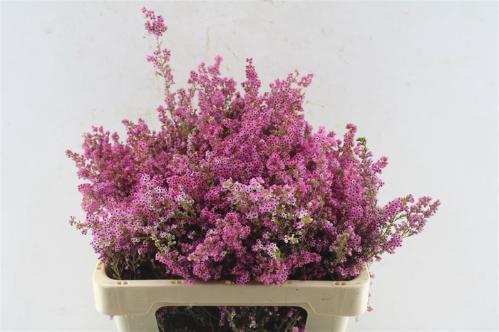 Erica bicolor