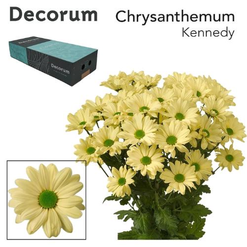 Chrysanthemum (Indicum Grp) tros Kennedy Cream