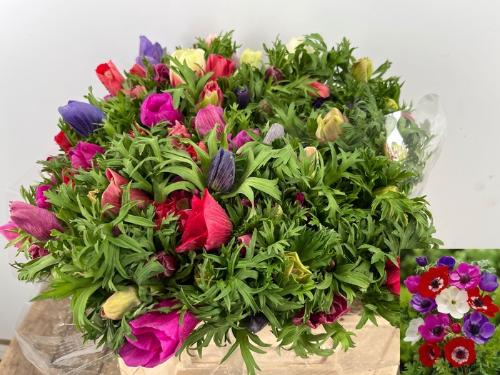 Anemone coronaria Marianne gemengd