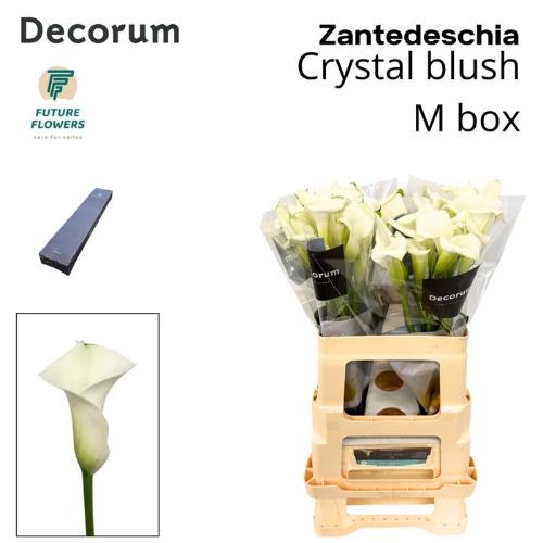 Zantedeschia 'Crystal Blush'