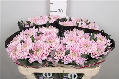 Chrysanthemum Indicum Grp geplozen kas Rossano