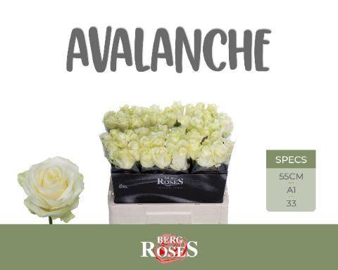 Rosa grootbloemig Avalanche+