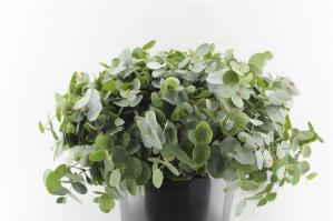 Eucalyptus cinerea
