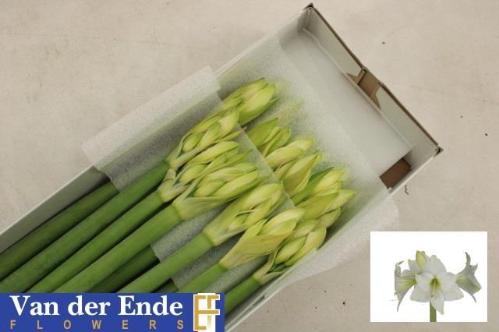 Hippeastrum Diamond Grp 'Costa Blanca'