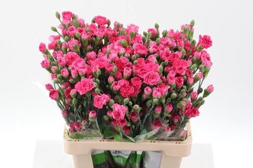 Dianthus tros overig