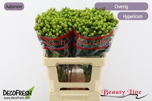 Hypericum x inodorum Green Tea