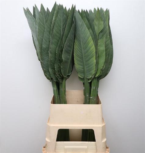 Strelitzia reginae (blad)