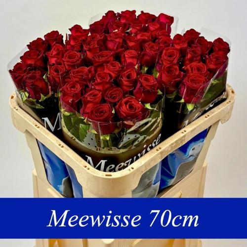 Rosa grootbloemig Red Naomi!