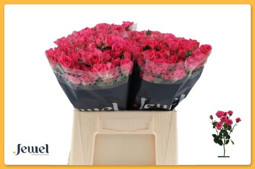 Rosa tros Lovely Lydia