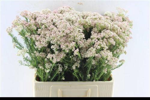 Ozothamnus 'Cooks Tall Pink'