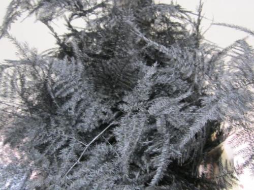 Asparagus overig kleurbehandeld H%