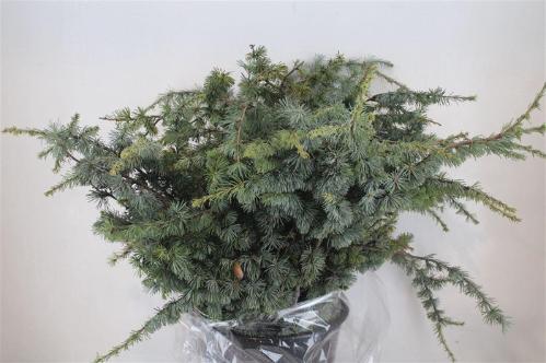 Pinus strobus per bos