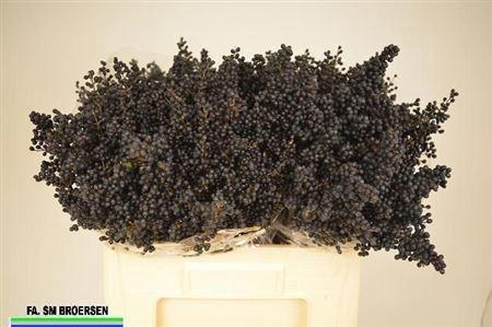 Ligustrum ovalifolium 'Libelle'