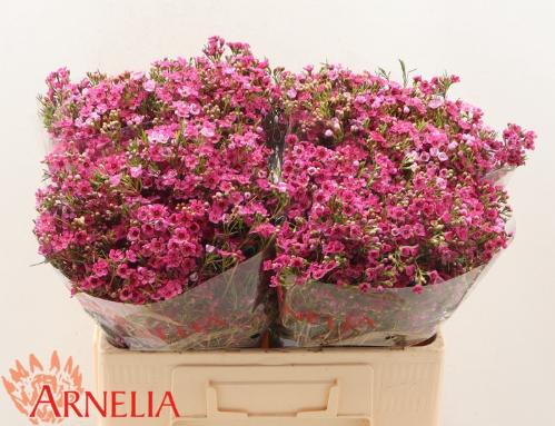 Chamelaucium 'Happy Days'