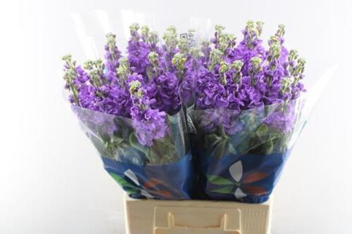 Matthiola incana 'Iron Blue'
