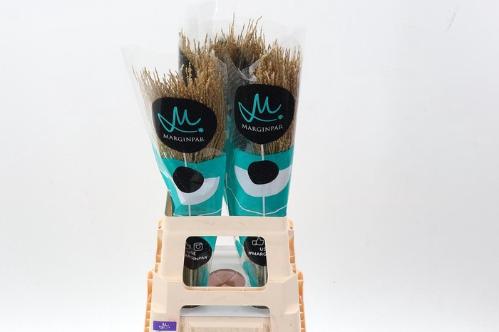 Miscanthus sinensis White Cloud