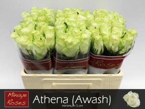 Rosa grootbloemig Athena
