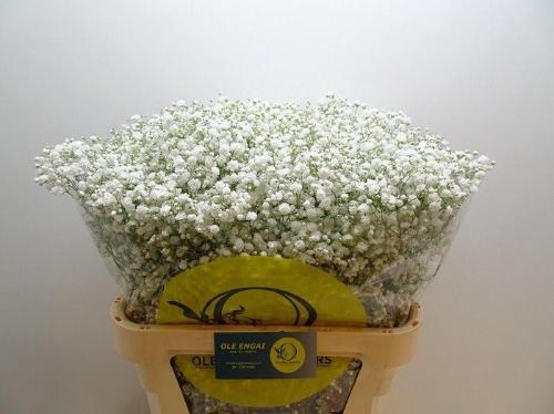 Gypsophila paniculata Xlence