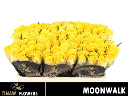 Rosa grootbloemig Moonwalk