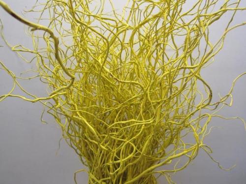 Salix kleurbehandeld H%