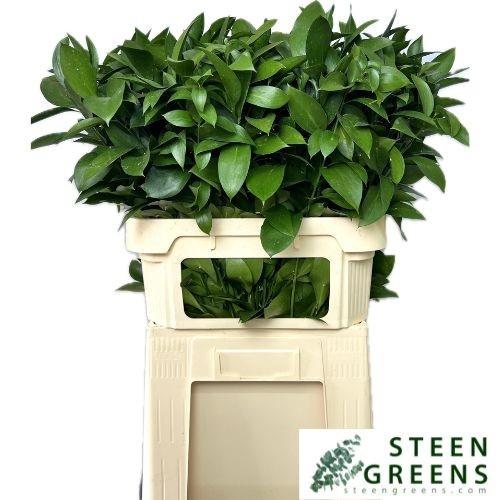 Ruscus hypophyllum (groot blad)