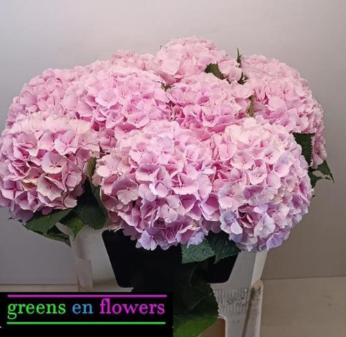 Hydrangea macrophylla 'Verena'