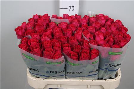 Rosa grootbloemig Madam Cerise