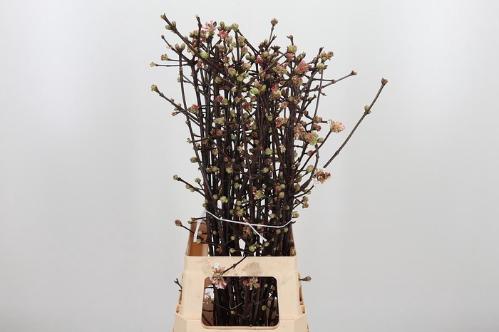 Viburnum bodnantense 'Charles Lamont'