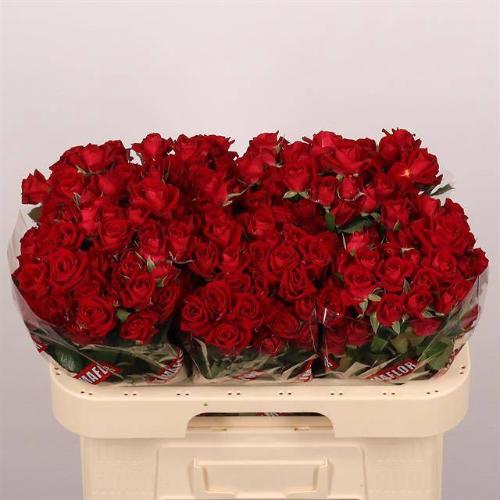 Rosa tros Dominica