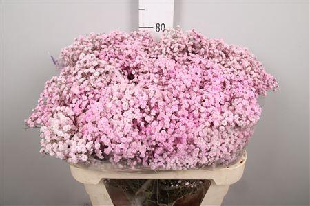 Gypsophila overig kleurbehandeld H%