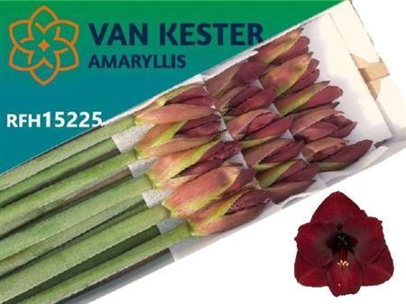 Hippeastrum Galaxy Grp 'Night Fever'