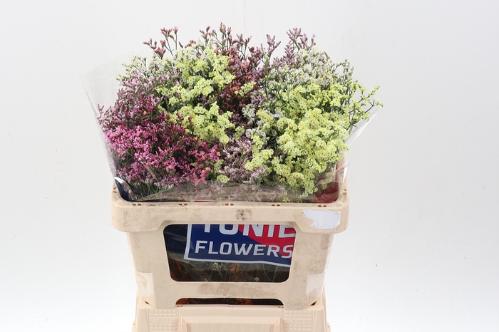 Limonium sinensis Diamond gemengd
