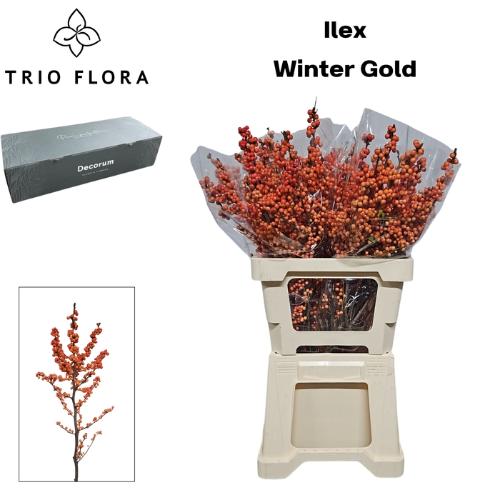 Ilex verticillata 'Winter Gold'