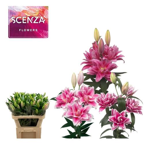 Lilium (Oriental Grp) dubbel overig