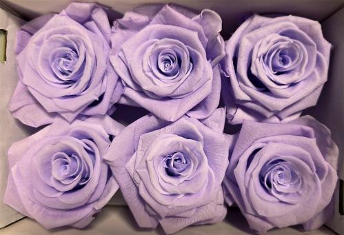 Rosa grootbloemig kleurbehandeld H%